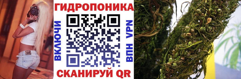 Канабис сатива  Жиздра 